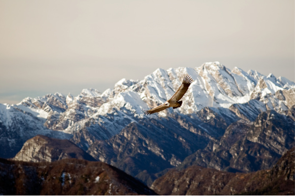 Forgiveness works:  an eagle, in Alaska, representing freedom you can feel when you forgive.