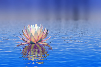 White lotus flower on blue water representing the gentleness of Karuna Reiki benefits.
